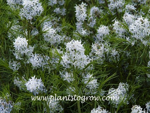 Threadleaf Blue Star (Amsonia hubrichtii)